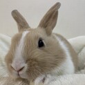 保護うさぎ スサノオ君（師走っこ2世）