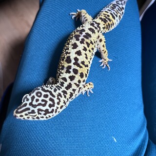 レオパ2匹の里親を募集します