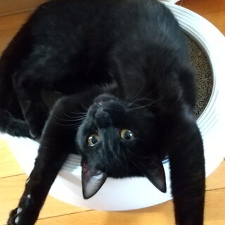 僕と一緒にバンザイしてみませんか？