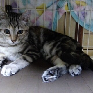 変わった色柄の可愛いルビーちゃん