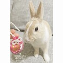 保護うさぎ 滋賀っこ よつはちゃん
