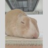 保護うさぎ 滋賀っこ よつはちゃん サムネイル2