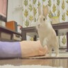保護うさぎ 滋賀っこ よつはちゃん サムネイル5