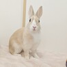 保護うさぎ 滋賀っこ よつはちゃん サムネイル3