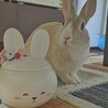 保護うさぎ 滋賀っこ よつはちゃん サムネイル6