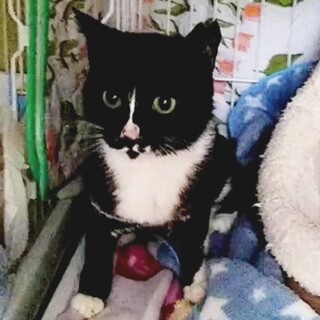 オレオちゃん　ＦＩＰ治療し元気になりました