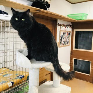 もふもふくろのすけ