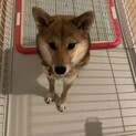 柴犬里親募集