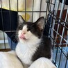 お鼻がピンク　ハチワレ男の子 サムネイル4