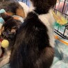 お鼻がピンク　ハチワレ男の子 サムネイル5
