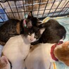 お鼻がピンク　ハチワレ男の子 サムネイル6