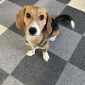 ミックス犬女の子の新しい家族を探しています