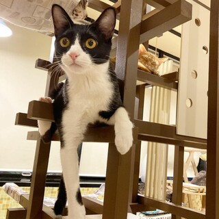 綺麗なハチワレ、美猫のれんげ♀️