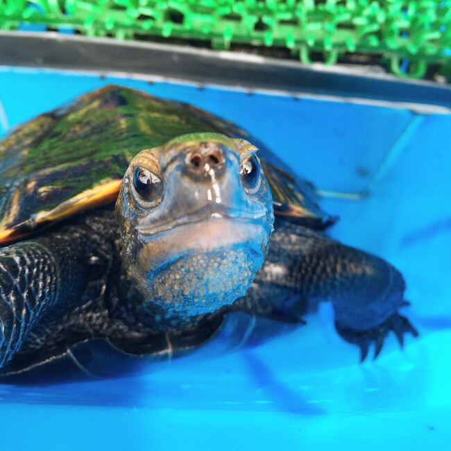 いしがめよもぎのカバー写真