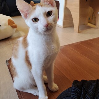 元気いっぱい人間大好きえびす♂️(更新済)