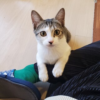 おだんご尻尾のはにころ♀️