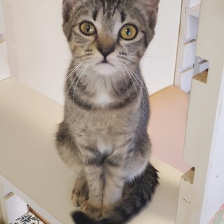 尻尾まっすぐ美人にゃんこまるころ♀️