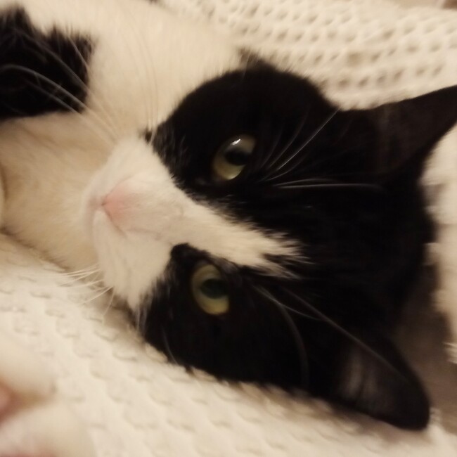 白桃さんのカバー写真