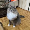 ノル男の子　お願いします