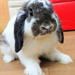 元気いっぱいホーランドロップのサージ君