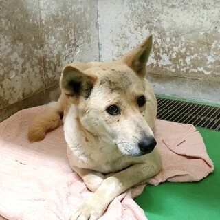 15日期限！猪の罠に捕まり収容♀サポートできます