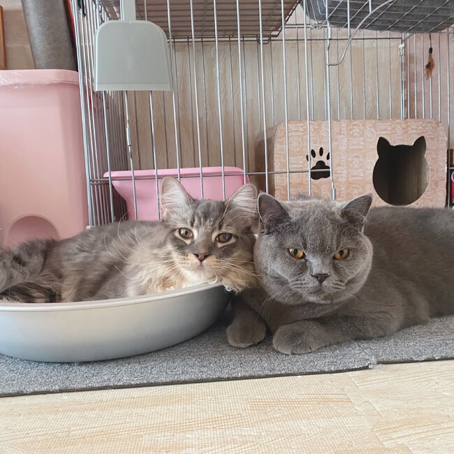 おもちおはぎのカバー写真