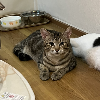 アメショのようなシマもようのレオンくん