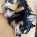 里親募集中です、
