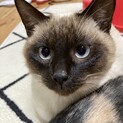 青い目☆シャム系☆ポインテッド☆男の子