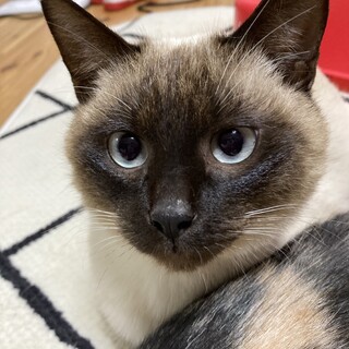 青い目☆シャム系☆ポインテッド☆男の子