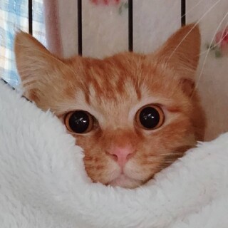 茶トラの長毛☆可愛いお顔の男の子☆