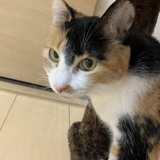 控えめ性格なおっとりカノンちゃん♪