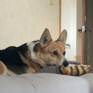 里親さん決定しました