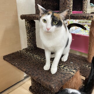 美人な三毛猫ちゃん！愛嬌たっぷりな三毛猫ちゃん！！