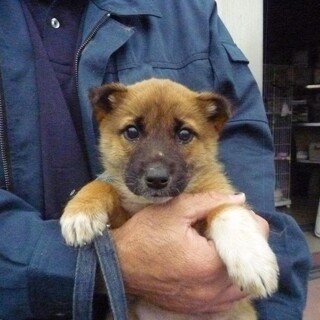 1.5～3.5カ月の子犬達（雑種）の家族募集！！