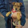 1.5～3.5カ月の子犬達（雑種）の家族募集！！ サムネイル4