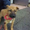 1.5～3.5カ月の子犬達（雑種）の家族募集！！ サムネイル5