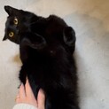 奄美大島からきた甘えん坊でスタイル抜群の黒猫くん