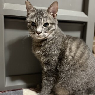 チャコル君の家族探し