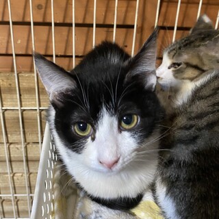 可愛いいハチワレ❤️ヤッチャンです