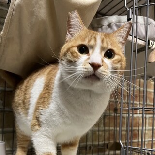 エイズキャリア穏やかで甘えん坊性格最高！チャシロ君