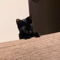 雑種猫ちゃんとても美人です