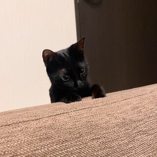 雑種猫ちゃんとても美人です