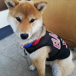 柴犬　２才５ヶ月　♂