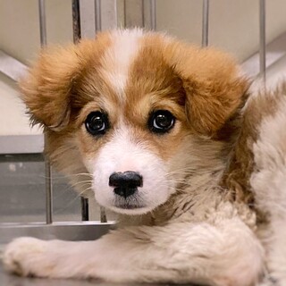 ふわふわ子犬　あかたろくん　3ヶ月