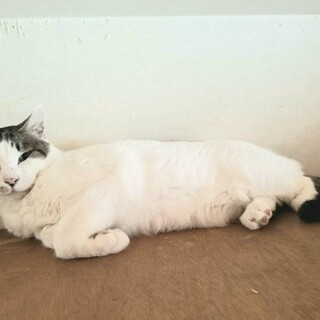 大きいのにビクビク・・味のあるお顔です