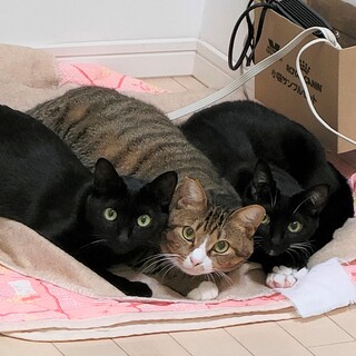 なにがなんでも離れない！ボンバル姉妹とタイガ