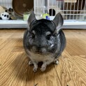 幸せにしてもらえる方、募集してます。夫婦チンチラ