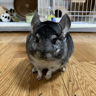 幸せにしてもらえる方、募集してます。夫婦チンチラ