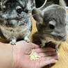 幸せにしてもらえる方、募集してます。夫婦チンチラ サムネイル3